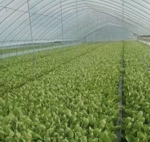 今日徐闻瓜菜行情如何,新鲜热销，价格稳中有升
