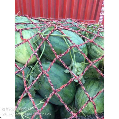 开封地爬瓜今日价格
