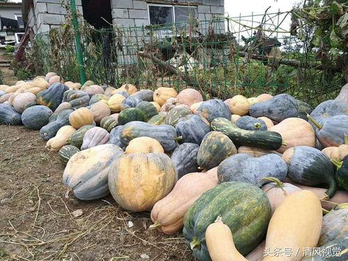 今日德州吊瓜多少钱一斤,今日吊瓜多少钱一斤？