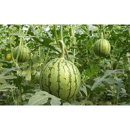 毛瓜今日价格最新行情,最新行情解析与市场趋势洞察