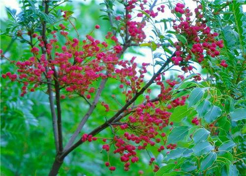 瓜州红果果今日头条,今日头条聚焦乡村振兴新亮点