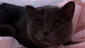 瓜总小猫咪今日,今日萌态大揭秘