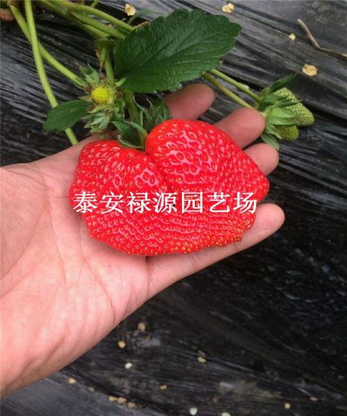明星网红同款草莓图片,明星同款草莓魅力大解析