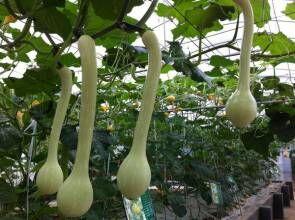 今日附近蒲瓜的价格,实惠之选，品质生活新体验