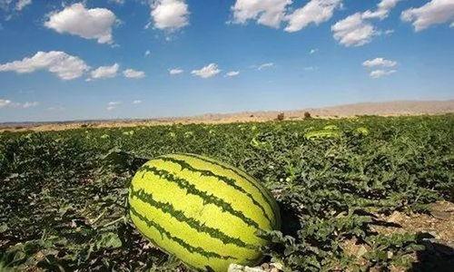 盐城二茬瓜今日行情,丰收季里的价格波动与市场动态