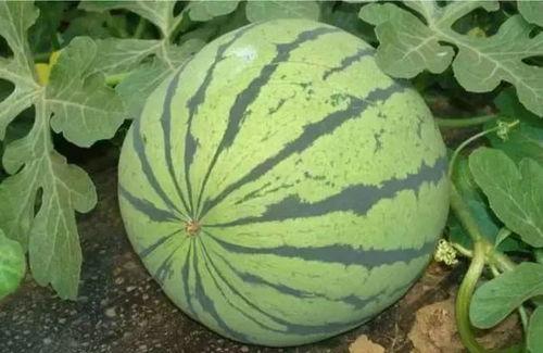 今日宜无忧瓜,夏日消暑新宠，轻松享受健康生活