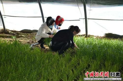 瓜州县西湖镇今日新闻,聚焦乡村振兴，共绘美好家园新画卷