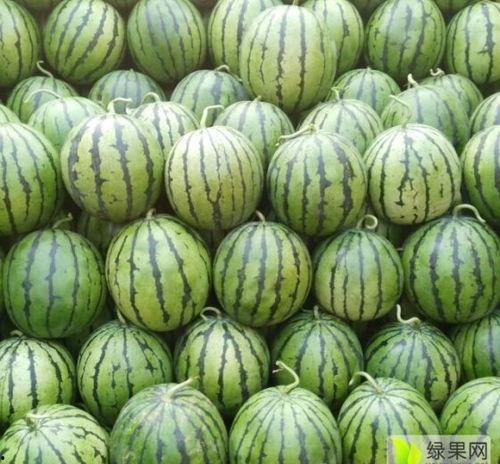 今日瓜价最新行情包头,今日瓜价波动，新鲜资讯一览”