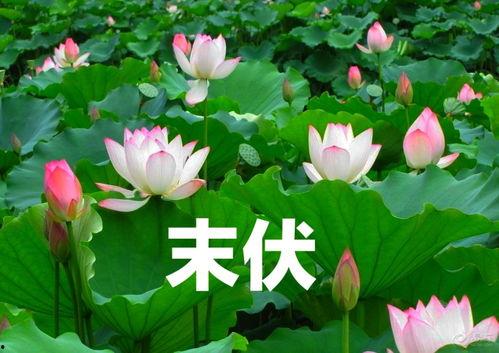 别名 今日宜吃瓜小说,揭秘小说中的神秘瓜界