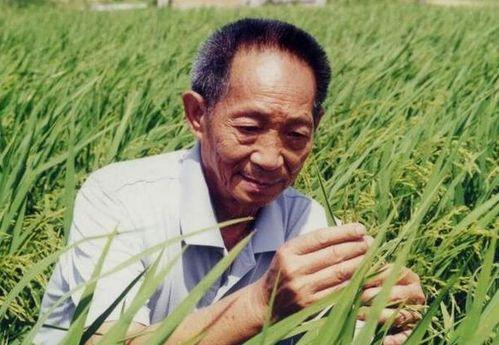 明星网红悼念袁隆平视频,明星网红齐聚悼念，共缅怀杂交水稻之父