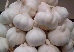 茄瓜行情今日最新,今日最新价格走势解析