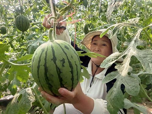王旗营今日小瓜价格,新鲜上市，实惠抢购！”