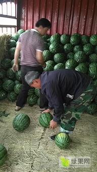 陕西蒲城今日瓜价,新鲜瓜果价格一览