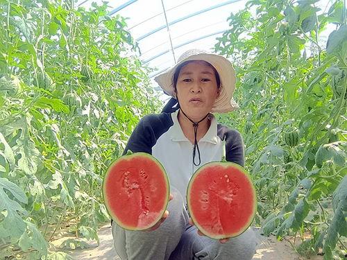 中牟小吊瓜今日行情,丰收喜悦与市场动态一览