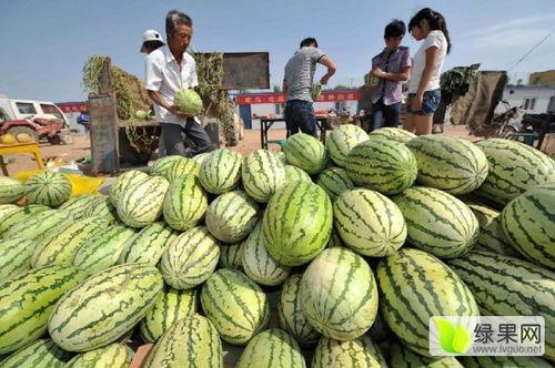 硒砂瓜今日价格,市场行情一览”