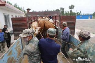 今日瓜州县路某案件,揭秘背后真相与法律较量
