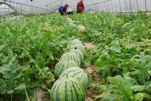 安国今日瓜价格,瓜果飘香，价格波动一览无余”