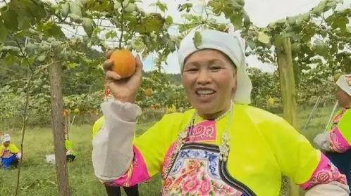 阎良吊瓜今日行情,丰收喜讯，价格稳中有升