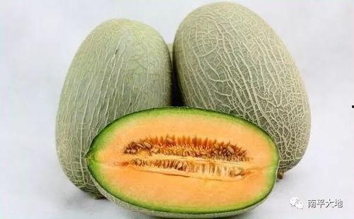 七里哈密瓜今日价格,价格行情一览”