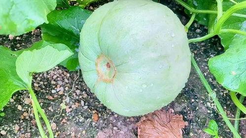 今日最火的瓜,XX事件真相大揭秘！