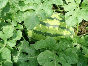 今日小井瓜价格行情,涨跌波动，市场动态一览