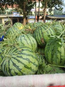 今日小井瓜价格行情,涨跌波动，市场动态一览