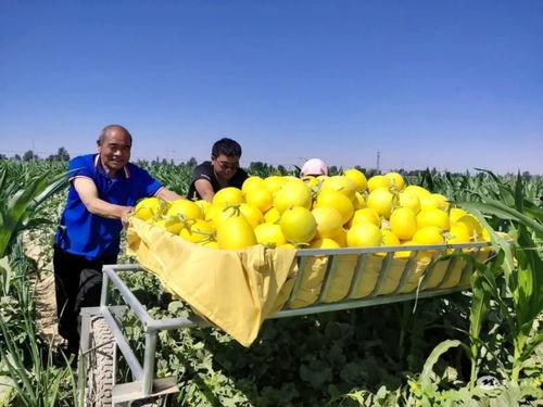 蜜瓜今日行情,今日市场动态一览