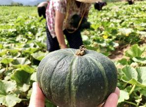 瓜农今日吃瓜网红黑料,今日吃瓜事件引发热议