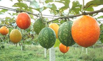 韩寺吊瓜价格今日报价,今日韩寺吊瓜价格行情分析