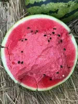 黑子瓜今日价格,市场动态解析”