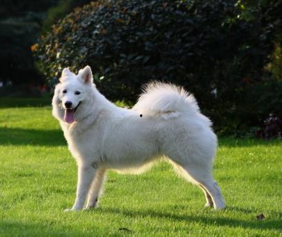 萨摩耶明星网红是谁啊,揭秘网络宠物的魅力传奇