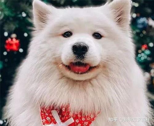 萨摩耶明星网红是谁啊,揭秘网络宠物的魅力传奇