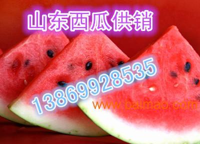 今日小白瓜批发多少钱,今日小白瓜批发价格行情分析