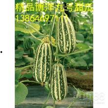 今日洋瓜尖价格最新行情,市场行情一览