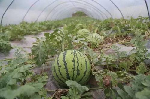 今日洋瓜尖价格最新行情,市场行情一览