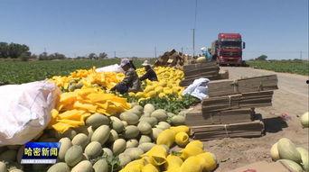 哈密地区哈密瓜今日价格,哈密地区新鲜瓜果市场行情一览”