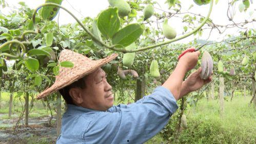 丽水今日的瓜你们吃了吗,网友热议不断，你吃了吗？