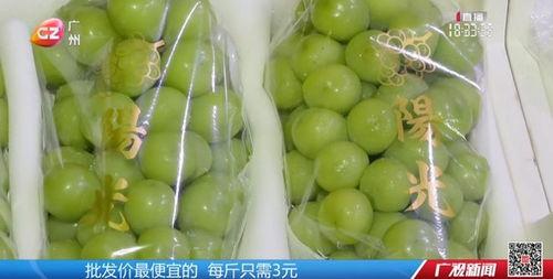 今日广州水瓜多少钱一斤,今日行情一览