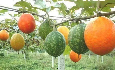 山东今日吊瓜价格表最新,最新市场行情一览