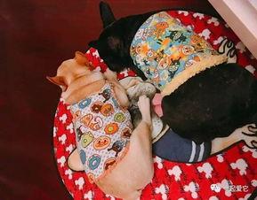 藏族小明星网红有哪些,闪耀高原的璀璨新星