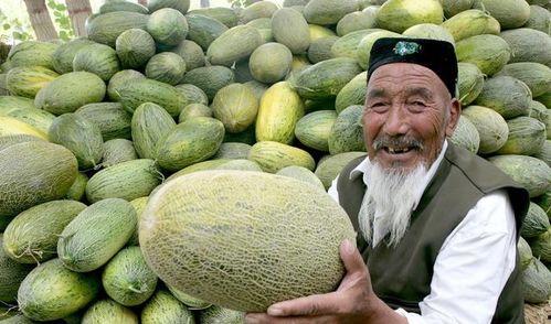 今日哈密瓜价钱