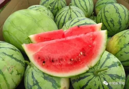 今日晴宜吃瓜手机壁纸,今日宜吃瓜手机壁纸赏析