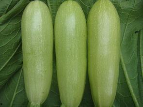 今日晴宜吃瓜手机壁纸,今日宜吃瓜手机壁纸赏析