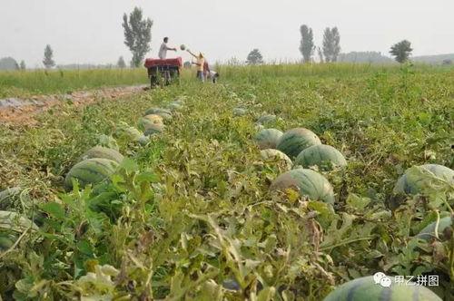 内黄县田瓜今日行情,丰收喜人，价格稳中有升”