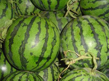 内黄县田瓜今日行情,丰收喜人，价格稳中有升”