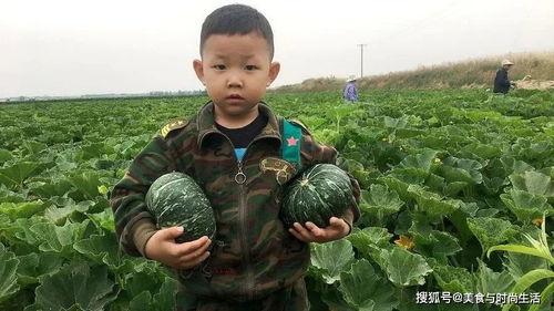 内黄县田瓜今日行情,丰收喜人，价格稳中有升”