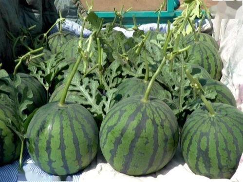 醇奶吊瓜今日价格,市场行情一览