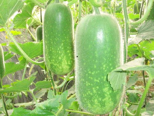 今日吃瓜必吃大瓜591,揭秘591惊人内幕