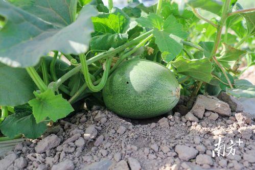 今日吃瓜必吃大瓜591,揭秘591惊人内幕