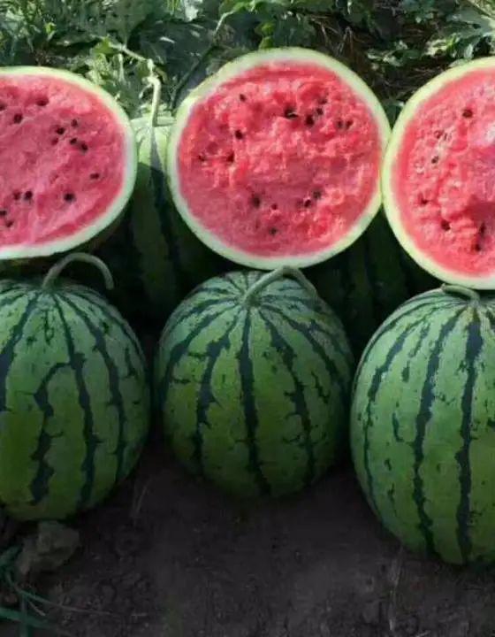 今日吃瓜必吃大瓜591,揭秘591惊人内幕